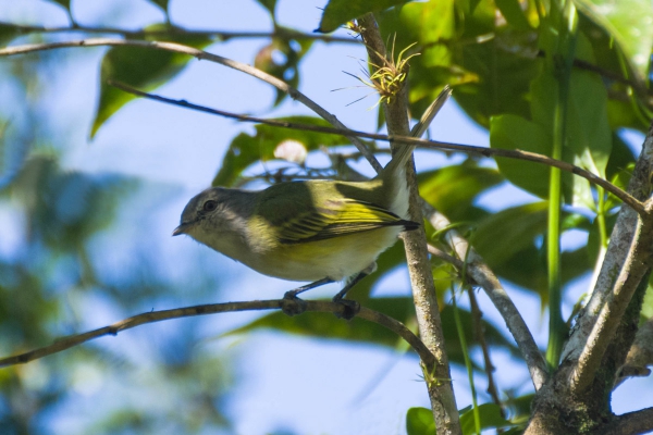 Piolhinho-serrano - Phyllomyias griseocapilla