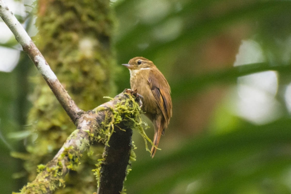 Bico-virado-mi&uacute;do - Xenops minutus