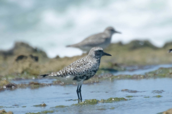Batuiru&ccedil;u-de-axila-preta - Pluvialis squatarola