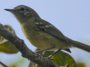 Maria-da-restinga - Restinga Tyrannulet