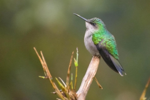 Beija-flor-de-fronte-violeta - Thalurania glaucopis - F&ecirc;mea