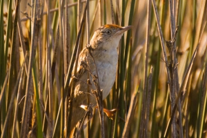 Boininha - Spartonoica maluroides