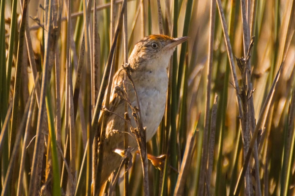 Boininha - Spartonoica maluroides