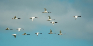 Cisne-de-pesco&ccedil;o-preto - Cygnus melancoryphus