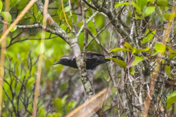 Papa-formiga-pardo - Formicivora grisea&nbsp;