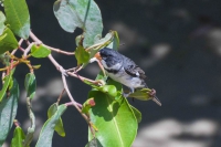 Golinho - Sporophila albogularis