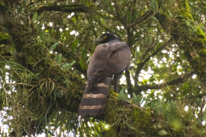 Gavi&atilde;o-pega-macaco - Spizaetus tyrannus