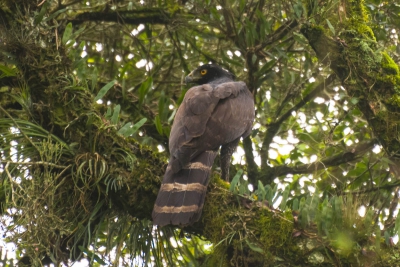 Gavi&atilde;o-pega-macaco - Spizaetus tyrannus