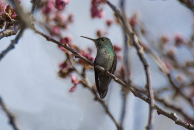 Beija-flor-de-banda-branca - Amazilia versicolor