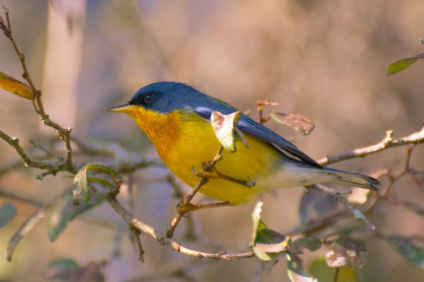 Mariquita - Parula pitiayumi