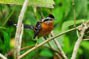 Trovoada - Drymophila ferruginea