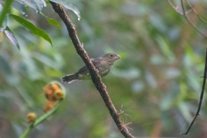 Pixox&oacute; - Sporophila frontalis