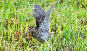 Narceja - Gallinago paraguaiae