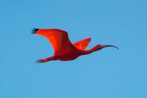 Guar&aacute; - Eudocimus ruber