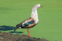 Pato-corredor - Neochen jubata