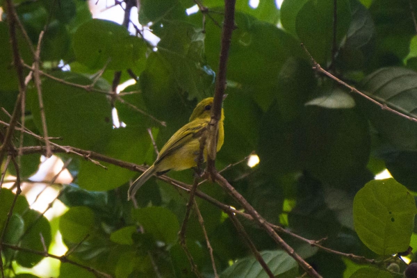 Bico-chato-amarelo - Tolmomyias flaviventris
