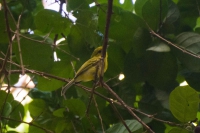 Bico-chato-amarelo - Tolmomyias flaviventris