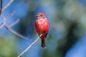 Pr&iacute;ncipe - Pyrocephalus rubinus