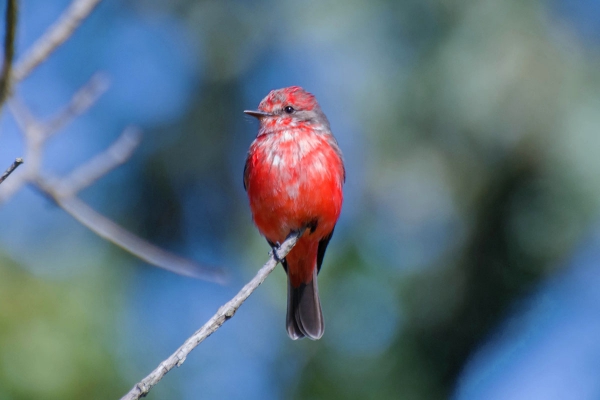 Pr&iacute;ncipe - Pyrocephalus rubinus