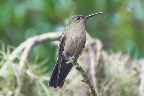 Beija-flor-cinza - Aphantochroa cirrochloris