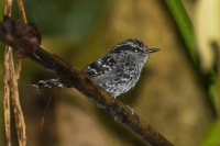 Pintadinho - Drymophila squamata