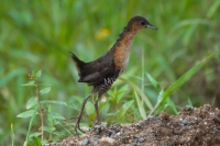 San&atilde;-parda - Laterallus melanophaius