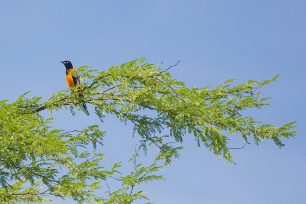 Corrupi&atilde;o - Icterus jamacaii