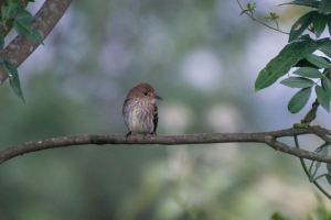 Filipe - Myiophobus fasciatus