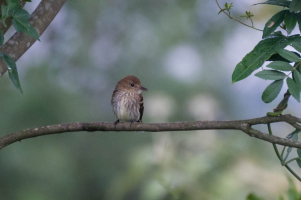 Filipe - Myiophobus fasciatus