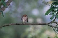 Filipe - Myiophobus fasciatus