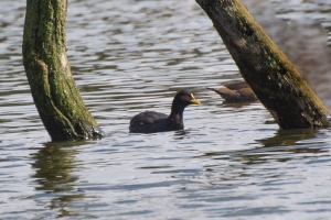 Carqueja-de-bico-manchado - Fulica armillata