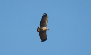 &Aacute;guia-cinzenta - Urubitinga coronata