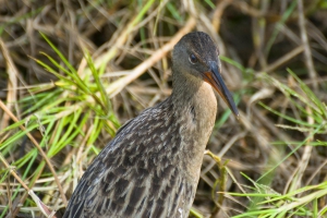 Saracura-matraca - Rallus longirostris