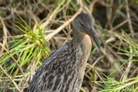 Saracura-matraca - Rallus longirostris