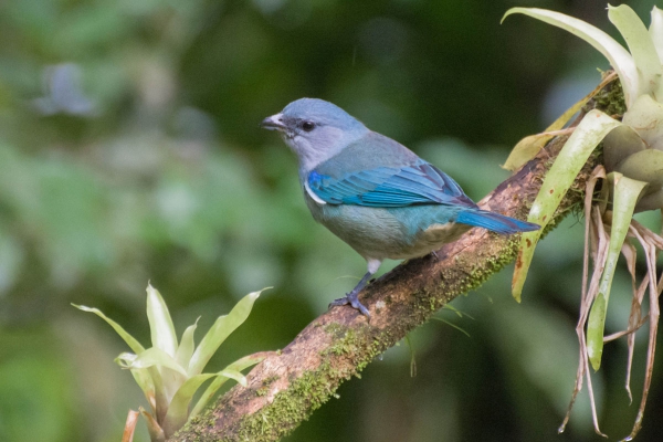 Sanha&ccedil;u-de-encontro-azul - Tangara cyanoptera