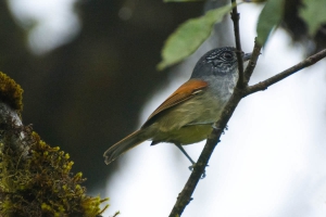 Choquinha-de-asa-ferrugem - Dysithamnus xanthopterus