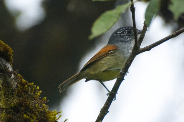 Choquinha-de-asa-ferrugem - Dysithamnus xanthopterus