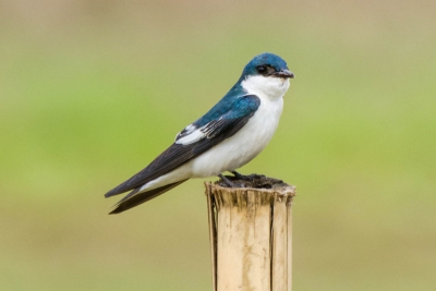 Andorinha-do-rio - Tachycineta albiventer