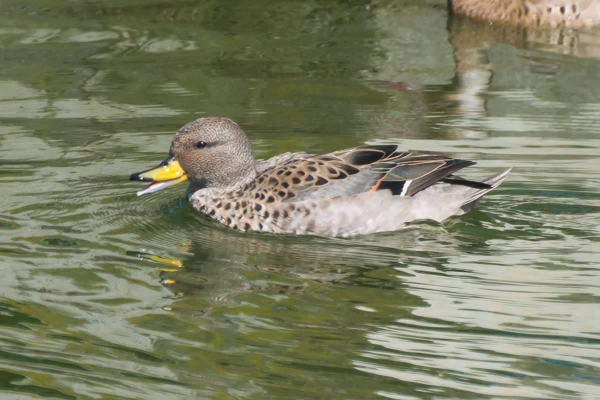 Marreca-pardinha - Anas flavirostris
