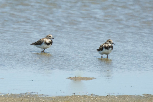 Vira-pedras - Arenaria interpres