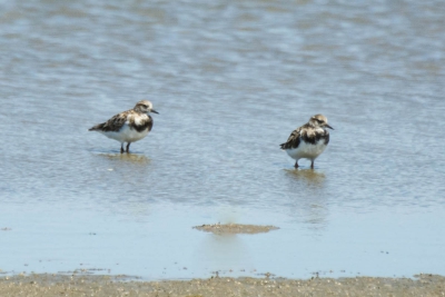 Vira-pedras - Arenaria interpres