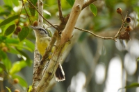 Chorozinho-de-asa-vermelha - Herpsilochmus rufimarginatus