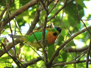 Saira-lagarta - Tangara desmaresti