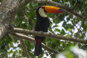 Tucanu&ccedil;u - Ramphastos toco