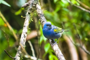 Sanha&ccedil;u-de-encontro-amarelo - Thraupis ornata