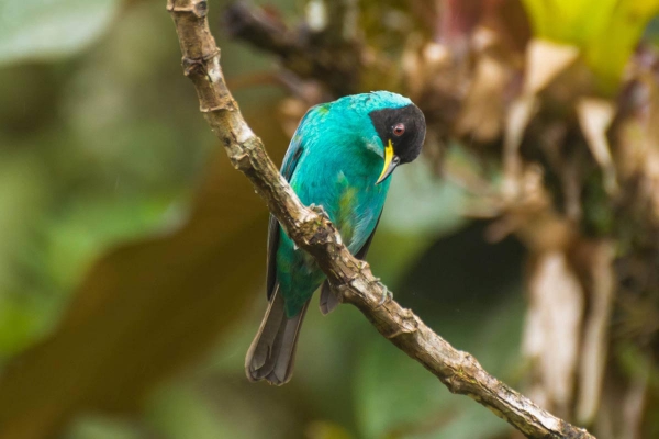 Sa&iacute;-verde - Chlorophanes spiza