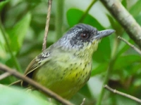 Choquinha-de-peito-pintado - Dysithamnus stictothorax