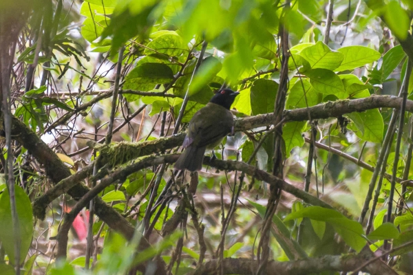 Sabi&aacute;-pimenta - Carpornis melanocephala