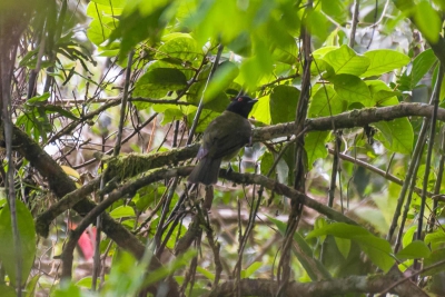 Sabi&aacute;-pimenta - Carpornis melanocephala