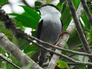 Rendeira - Manacus manacus